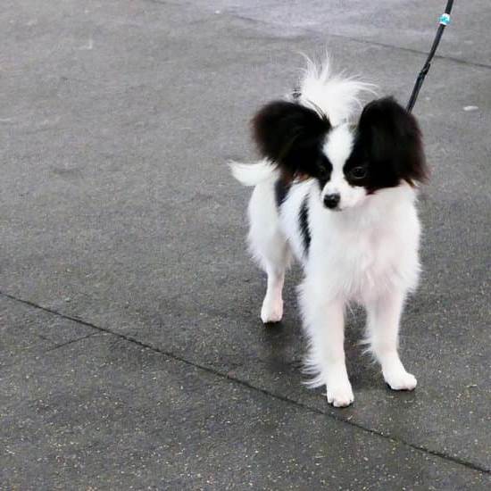 Highly-absorbent dog training pads for easy housebreaking and potty training indoors