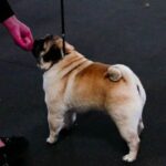 What Age Do You Start Potty Training Dogs Start potty training dogs at a young age to develop good habits