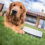 Step by Step Guide on How to Train Your Dog for Frisbee Tossing
