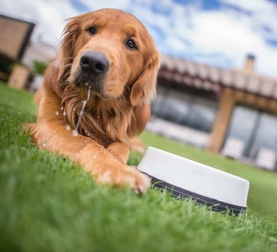 Step by Step Guide on How to Train Your Dog for Frisbee Tossing