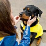 How to Train a Dog Not to Growl When Eating How to train a dog not to growl when eating - Use positive reinforcement during mealtime training