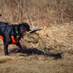 Low blood sugar detection training for dogs: an essential skill for diabetic support animals