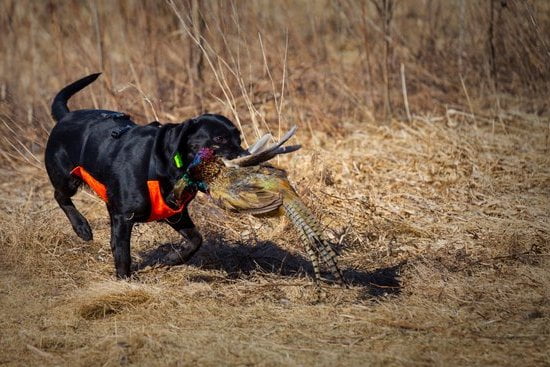 Low blood sugar detection training for dogs: an essential skill for diabetic support animals