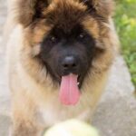 Learn how to train dog not to get on furniture using positive reinforcement and consistent commands