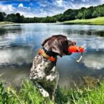 How Do You Train a Dog to Stop Biting Training a dog to stop biting through positive reinforcement and redirection techniques