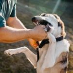 Effective Dog Training Shock Collar for Behavior Correction and Obedience Improvement