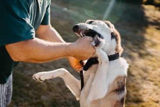 Dog Training Shock Collar 1 Effective Dog Training Shock Collar for Behavior Correction and Obedience Improvement