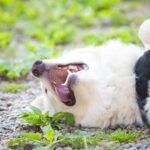 How to House Train a Dog - WikiHow's Step-By-Step Guide