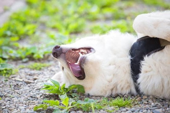 How to House Train a Dog - WikiHow's Step-By-Step Guide