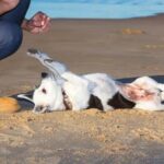 How Can.I Potty Train if I Can'T Take.Dog.Outside How to Potty Train Indoors without Taking Dog Outside: Tips for Training without Outdoor Access