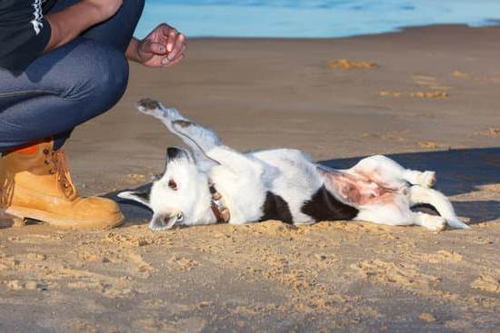 How to Potty Train Indoors without Taking Dog Outside: Tips for Training without Outdoor Access