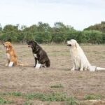 How Good Are Trained Dog Scent Trackers: Expertise, Reliability, and Accuracy in Scent Detection