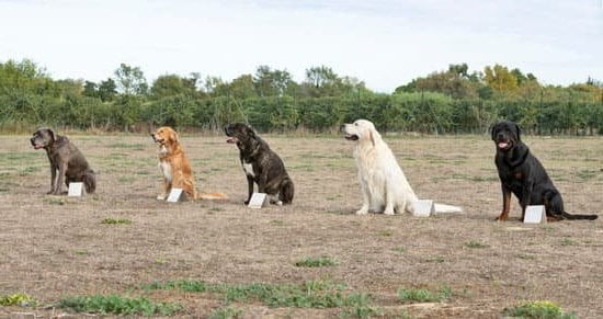 How Good Are Trained Dog Scent Trackers: Expertise, Reliability, and Accuracy in Scent Detection