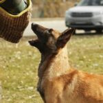 Does Hitting a Dog Help With Training Using gentle cues when training, like hitting a dog, can negatively impact behavior