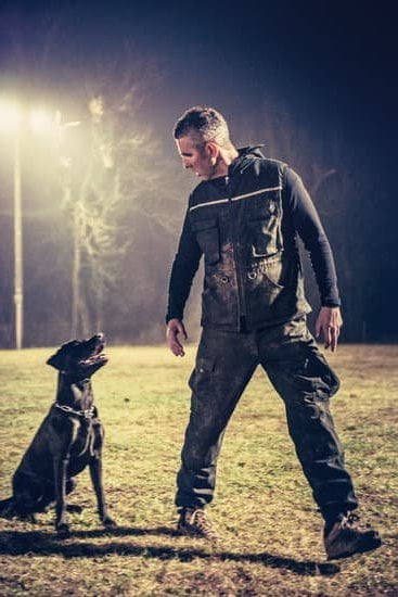 How to Train a Dog to Catch Mice 1 Step-by-step guide on how to train a dog to catch mice effectively