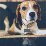 How to Train Dog Gun and Roll Over How to Train Dog to Gun and Roll Over: Step-by-step guide for pet owners
