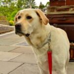 Can I Have a Dog on Auto Train Image of a person asking, 'Can I have a dog on auto train'