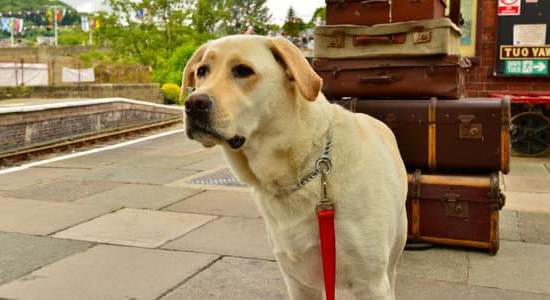 Can I Have a Dog on Auto Train 1 Image of a person asking, 'Can I have a dog on auto train'