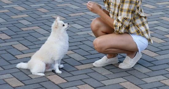 What is crate training a dog - A guide to effective pet obedience and behavior management