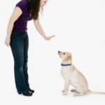 Training a Staffy to Socialize: Positive reinforcement and professional guidance for preventing dog attacks