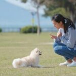 Can You Teeth a Dog That Is Not Leash Trained Untethered dog being groomed by professional with patience and skill. Can you teeth a dog that is not leash trained