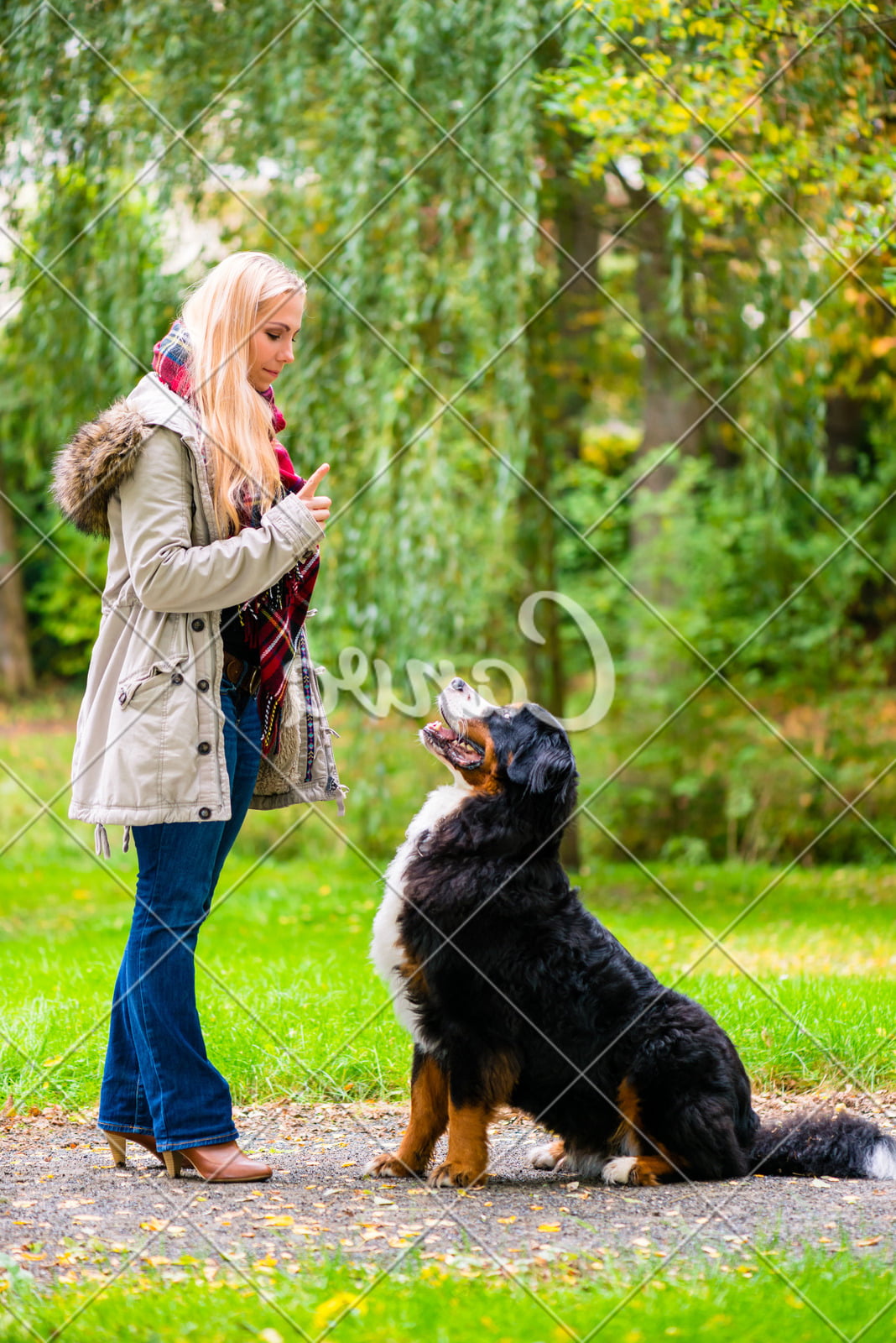 How to Train a Dog Not to Hurt Chickens 1 Training a Dog to Protect Chickens: Positive Reinforcement Methods