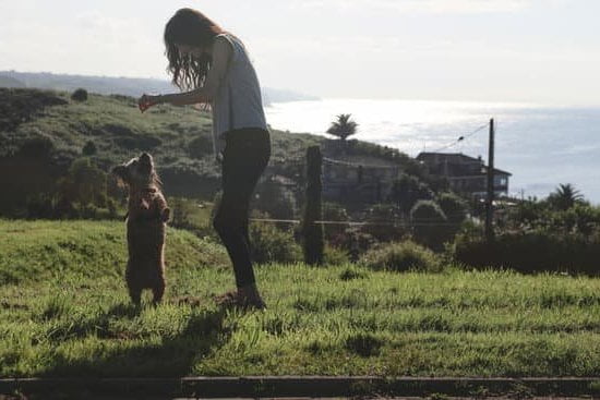 Training your dog to avoid jumping: Step-by-step guide for pet owners