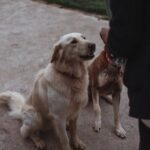 How to Use a Clicker and Whistle for Dog Training Step-by-step guide for using a clicker and whistle for dog training
