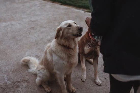 Step-by-step guide for using a clicker and whistle for dog training