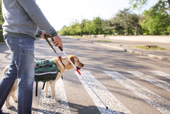 How to Train a Dog That Nips 1 Effective methods for how to train a dog that nips during playtime and interactions