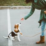 How to Train Your Gun Dog Book How to Train Your Gun Dog book cover - A comprehensive guide to training your gun dog for hunting success