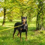Are Girl Dogs or Boy Dogs Easier to Train Training Girl Dogs vs Boy Dogs: Insights for Pet Owners
