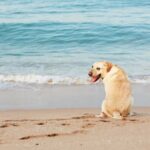 Can You Train an Older Dog to Pee Outside Training Older Dogs to Pee Outside: Tips for Success
