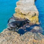 Step-by-step guide on how to train a puppy into a guard dog for home protection