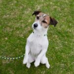 How to Train a Small Dog Out of Barking Small dog training: Effective methods to stop excessive barking in 3 simple steps