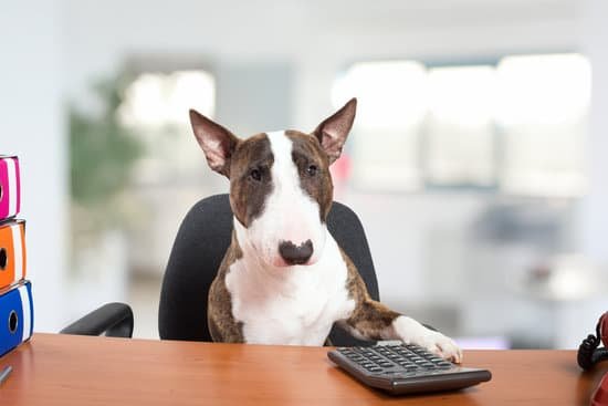 A Better Trained Dog LLC 1 A Better Trained Dog LLC: Professional dog training services for obedient and well-behaved pets