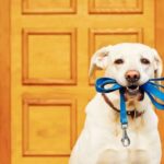 Can a Service Dog in Training Go Anywhere in Ohio Service dog in training is allowed in all public places in Ohio