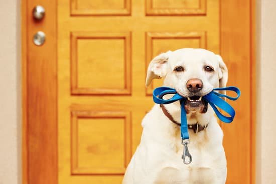 Can a Service Dog in Training Go Anywhere in Ohio 1 Service dog in training is allowed in all public places in Ohio