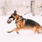 What Does Portl in Dog Training Mean what does portl in dog training mean