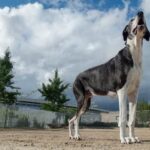 How to Clicker Train Your Dog to Know Its Name Training your dog to know its name: Clicker method