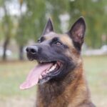 Can You Bring Your Dog to Border Patrol Basic Training Border Patrol Basic Training: Considerations for Bringing Your Dog