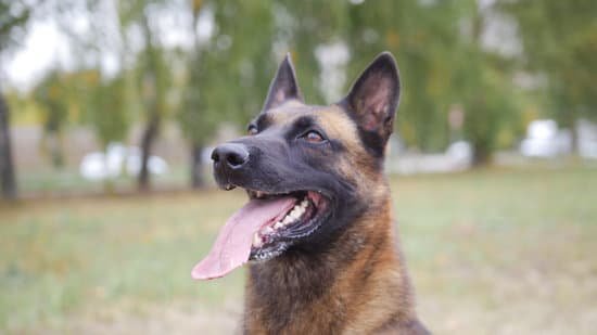 Border Patrol Basic Training: Considerations for Bringing Your Dog