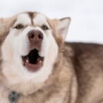 How to Train Your Dog With an Electric Fence Training your dog with an electric fence: Step-by-step guide for a well-behaved pup