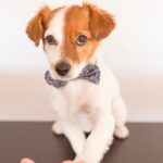 Best Dog Training Treats Premium, high-quality dog training treats - the best dog training treats for obedience and agility training