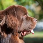 Is Being a Dog Trainer a Good Career Is Being a Dog Trainer a Good Career Exploring the Fulfilling Path of Canine Education and Training