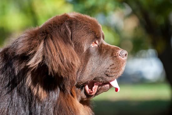 Is Being a Dog Trainer a Good Career 1 Is Being a Dog Trainer a Good Career Exploring the Fulfilling Path of Canine Education and Training