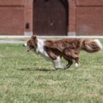 How to Train Dog to Alert Low Blood Sugar Step-by-step guide on how to train your dog to alert low blood sugar levels