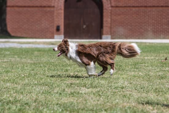 Step-by-step guide on how to train your dog to alert low blood sugar levels