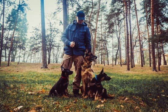 Why Compulsive Dog Training Is Vad for Soft Dogs 1 Compulsive dog training harms soft dogs, leading to behavioral issues