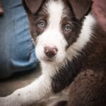 Untrained Guard Dogs: Which Breeds Naturally Protect